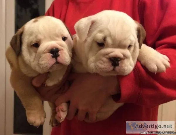 JOVIAL Registered English Bulldog