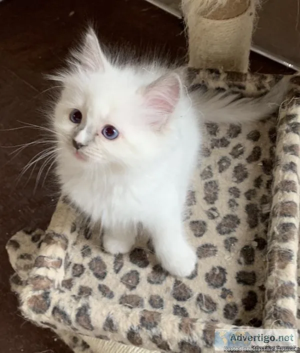 10 weeks old  male and female Ragdoll kittens.