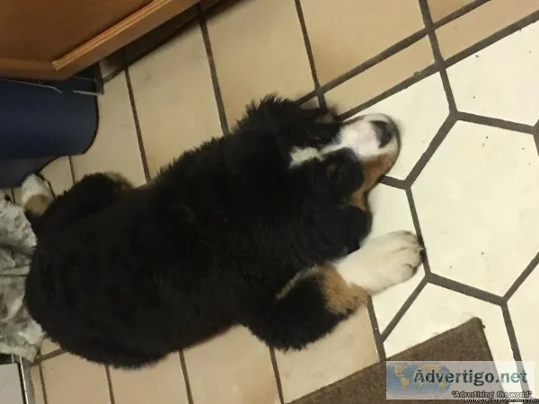 Female Bernese Mountain Puppy