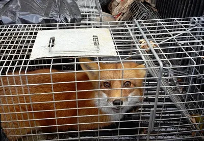 Best Animal Control Services in Whitchurch
