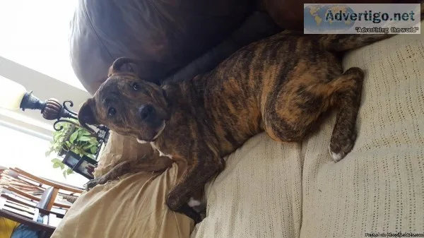Brindle Male Pitbull 7 Month Old Puppy