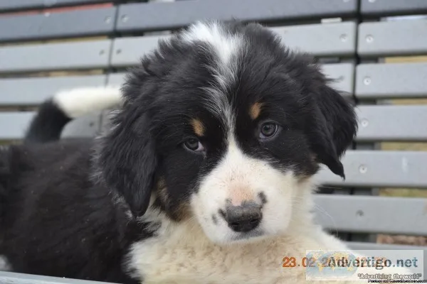 Bernese Mountain Dog Great Pyrenees Puppies