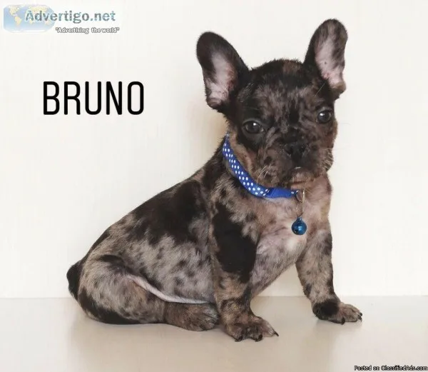 French Bulldog Puppies Blue Merle Black Fawn