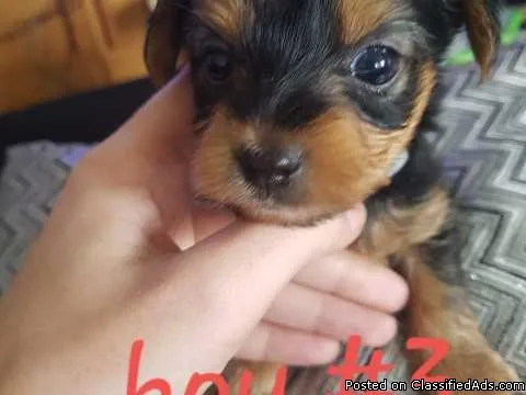 Lovely Teacup Yorkie Puppies