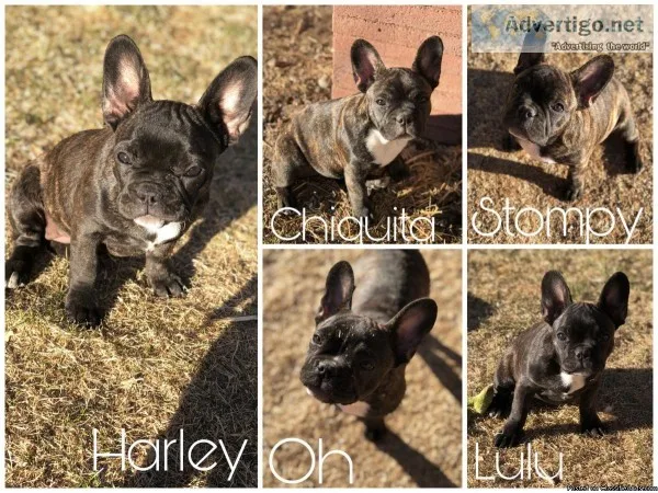 French bulldogs