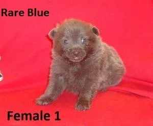 Pomeranian AKC and CKC Reg.  Rare Colors