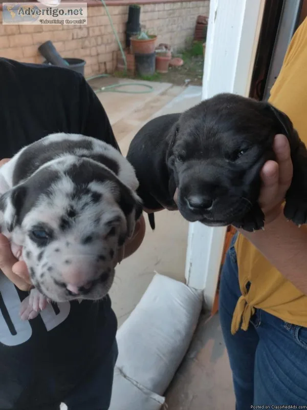 Great Dane puppies  born january 8th