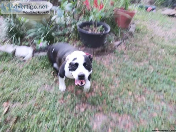 Free dog to a good home