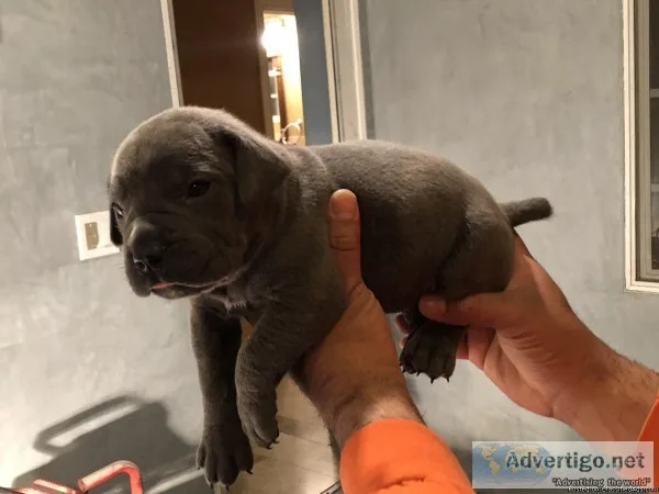 Beautiful Cane Corso Puppies