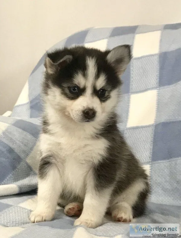 Gracie Female Pomsky