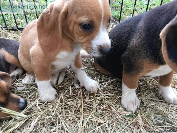 Beagle Puppies