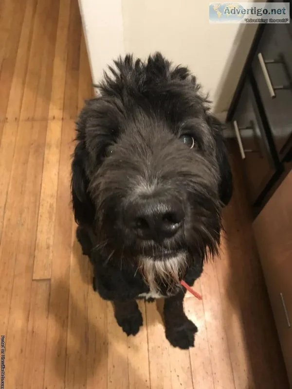 Bernadoodle