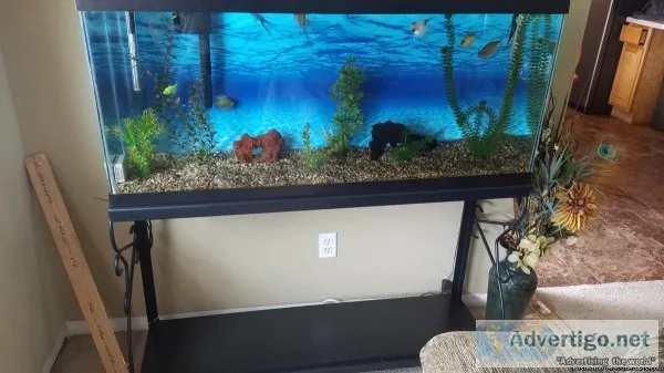 55 gallon fresh fish tank stand supplies and fish
