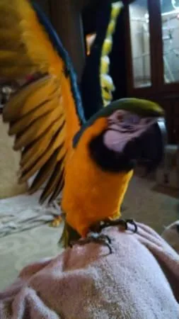 Blue and Gold Macaw Birds for sale