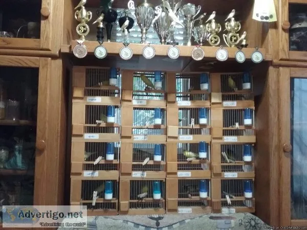 Beautiful Spanish Timbrados for sale