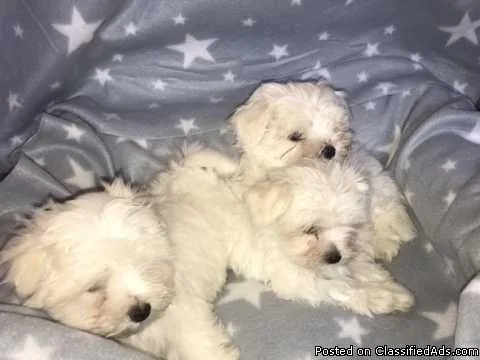 3 Adorable Maltese Puppies