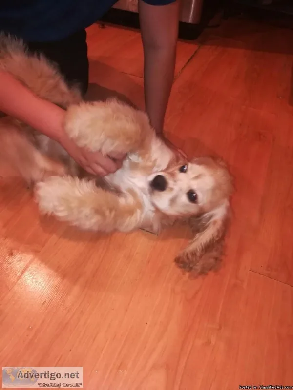 rehoming cocker spaniel
