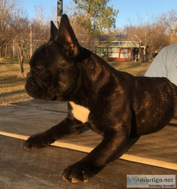 Frenchie 9 months old
