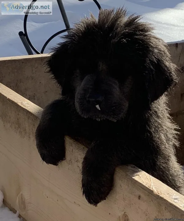 NEWFOUNDLAND PUPPIES