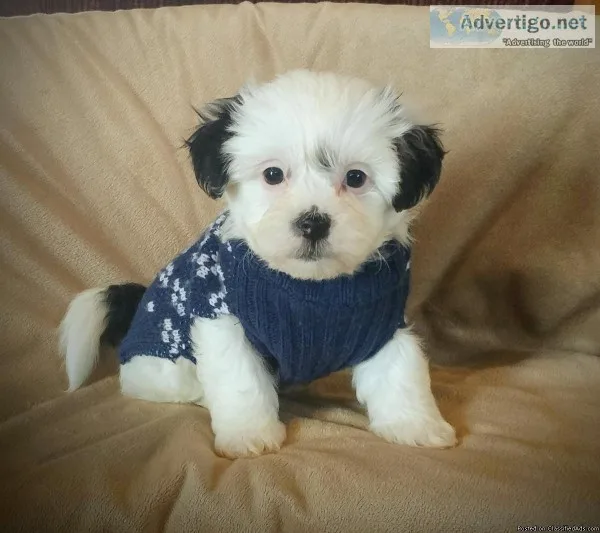 Shichon Puppy Male (Lucca)