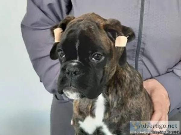 lovely male and female German boxer