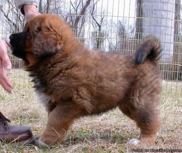 Beautiful RedGold female tibetan mastiff pups