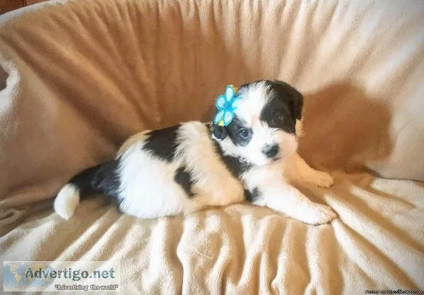 Shichon Puppy Male (Finnegan)