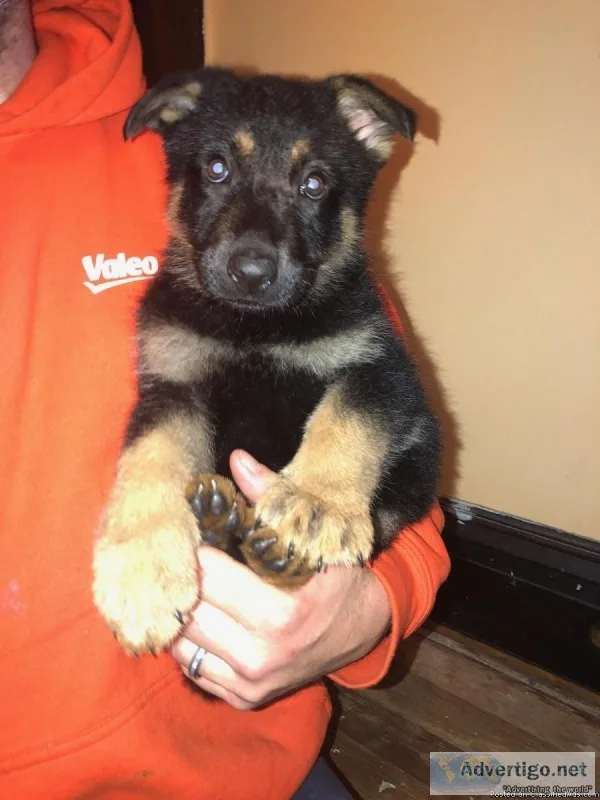 AKC  German shepherd pups