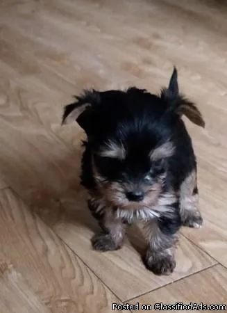 Adorable miniature-Yorkie puppies