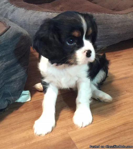 Small size puppy wanted