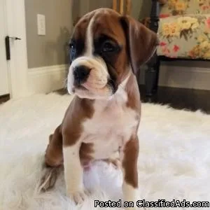 Awesome Boxer Puppies Ready for you.