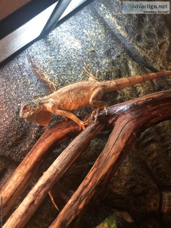 Red iguana