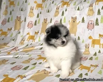 Affectionate potty trained Pom puppies for sale