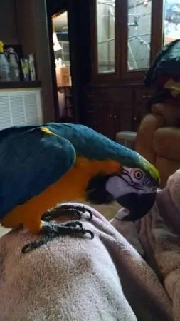 Blue And Gold Macaw Available birds lovers