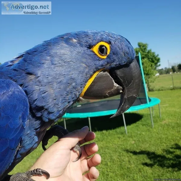 BLUE MACAW PARROT FOR SALE