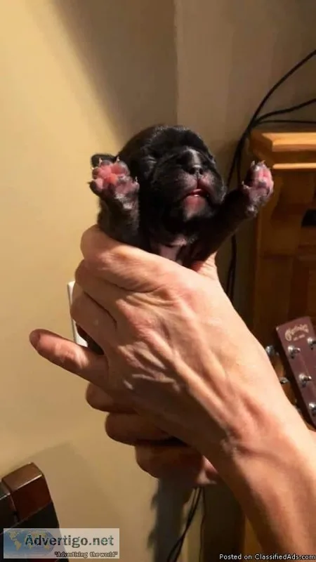 French bulldog puppy boy 2400