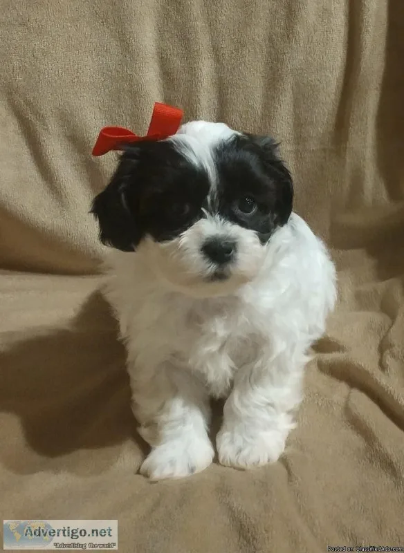 Shichon Puppy Female (Bella Rose)