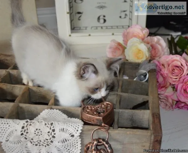 Ragdoll Kittens Vaccinated text at (817) 523-1584