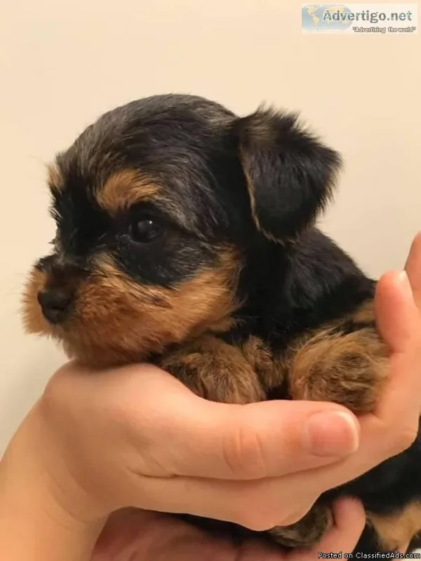 Yorkie puppies