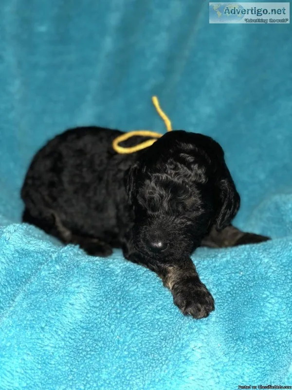 Golden doodle puppies