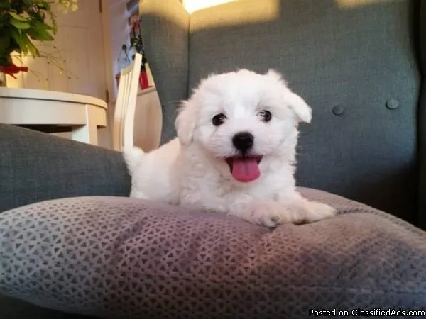 We got Charming Maltese puppies