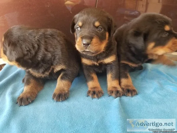 Rottweiler Puppies