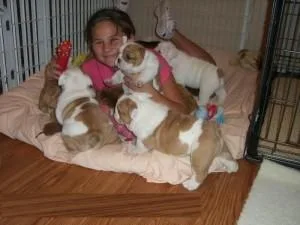 English Bulldog pups waiting for you 