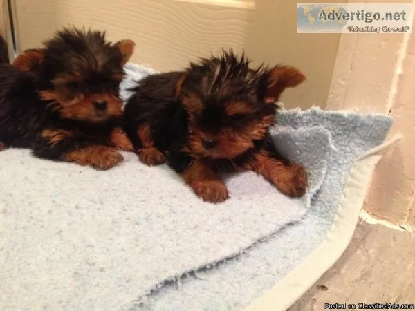 Loving Tea Cup Yorkie Puppies