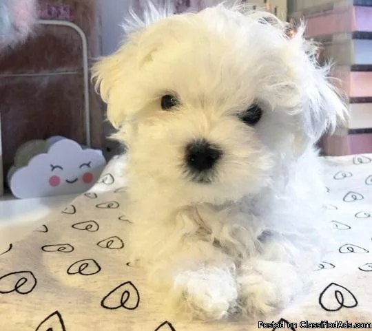 Assured Breeder Has Stunning Maltese Puppies