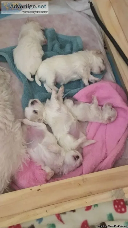 Maltese Puppies Xmas Gifts