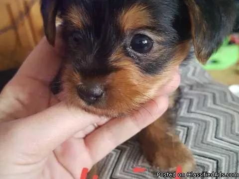 Two Cute Teacup Yorkie Pups