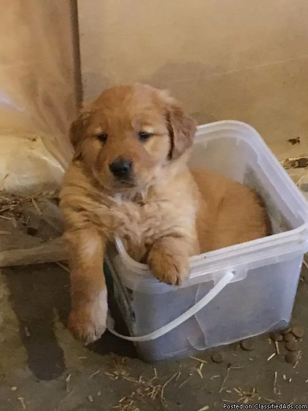 Dark Red male Golden Retrievers