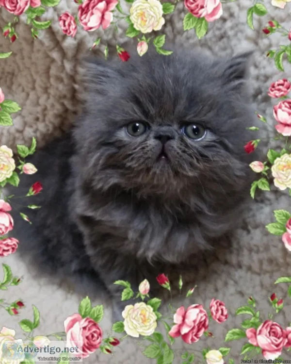 Adorable CFA-Registered Persian Kitten For Sale