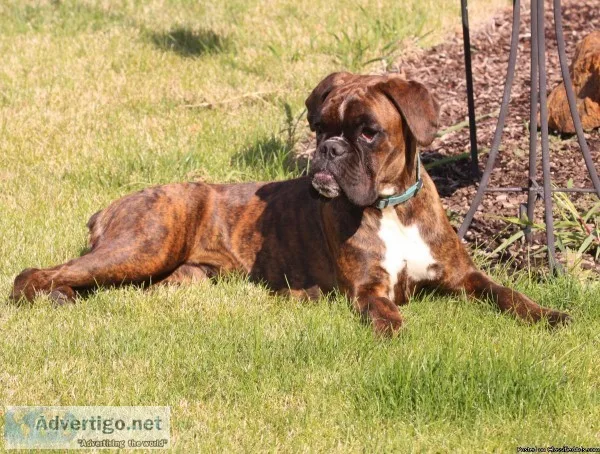 BRINDY - 10 mo. Brindle Boxer Female